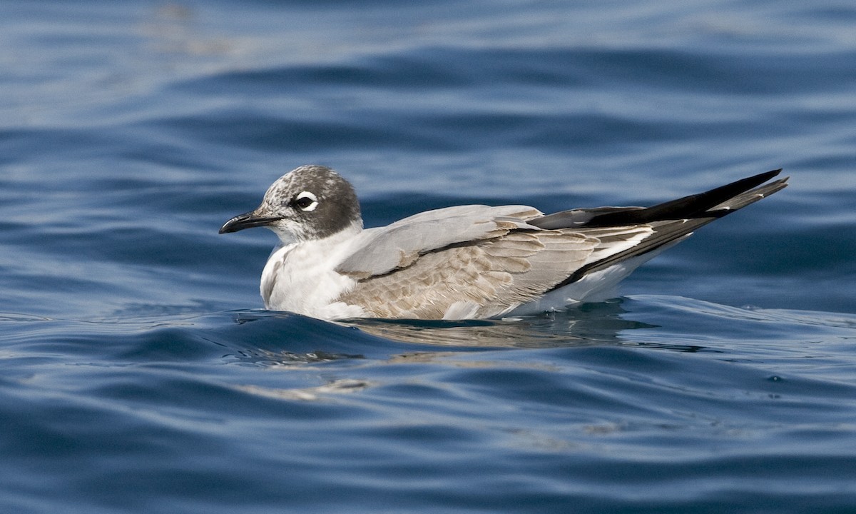 Franklin's Gull - Brian Sullivan