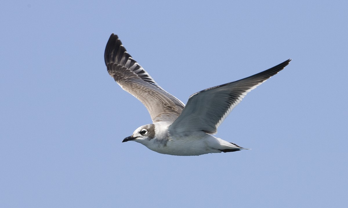 Franklin's Gull - ML30477401