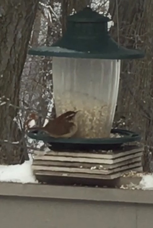 Carolina Wren - ML304774831