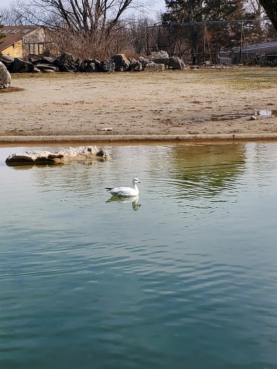 Ross's Goose - ML304775201