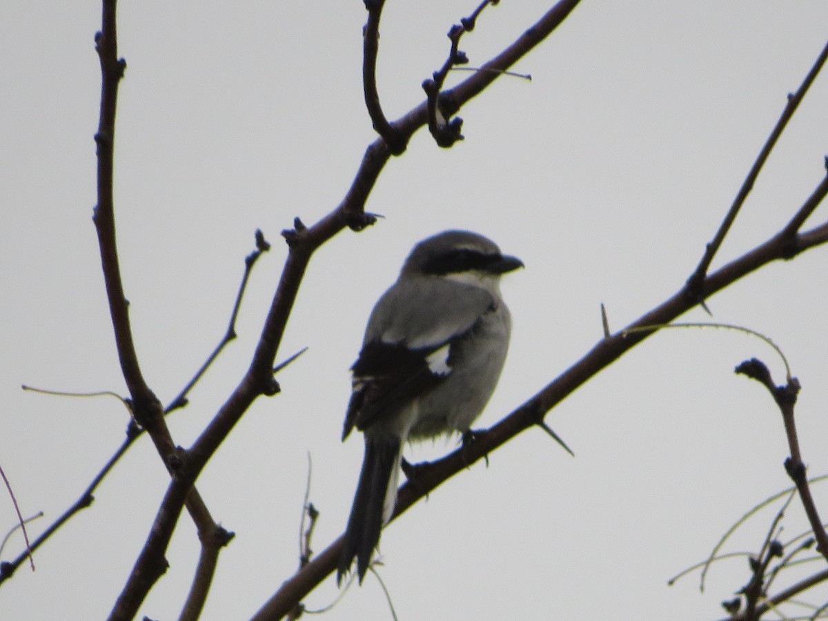 Loggerhead Shrike - ML304776261