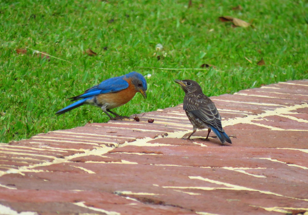 Eastern Bluebird - ML30477641