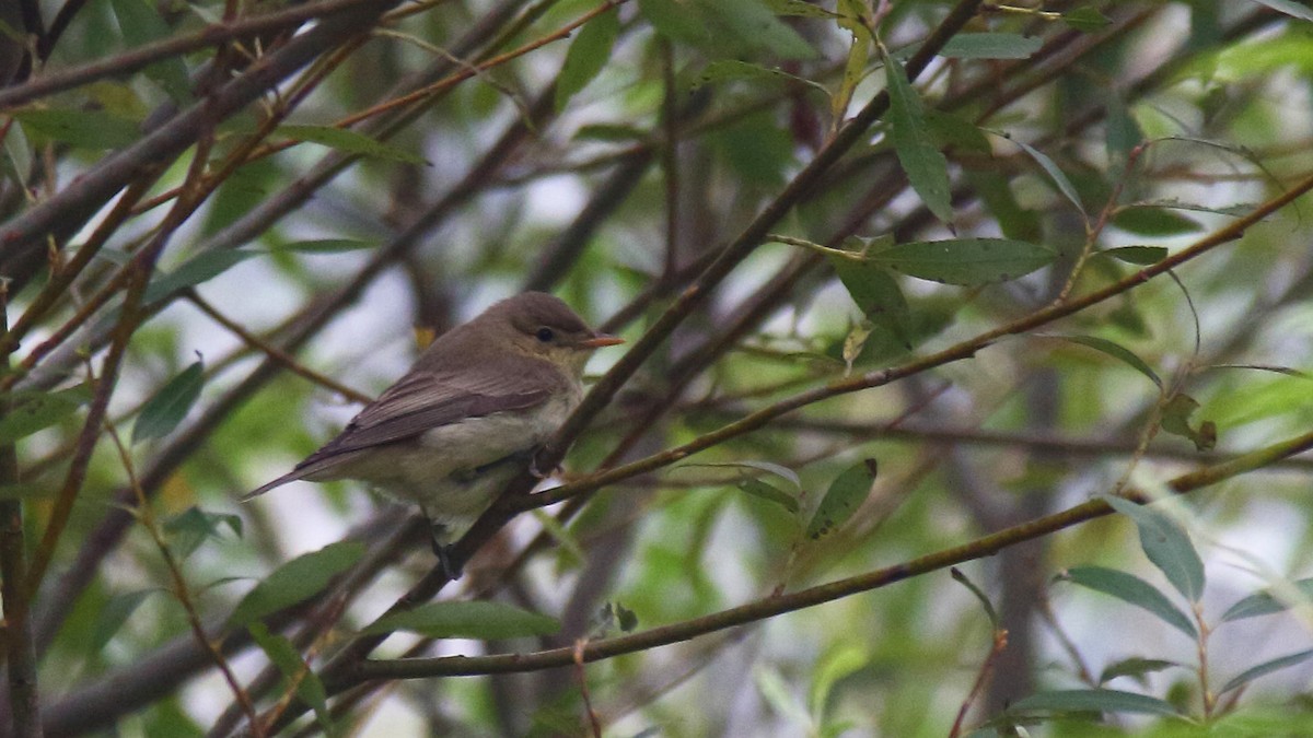 Icterine Warbler - ML304779051