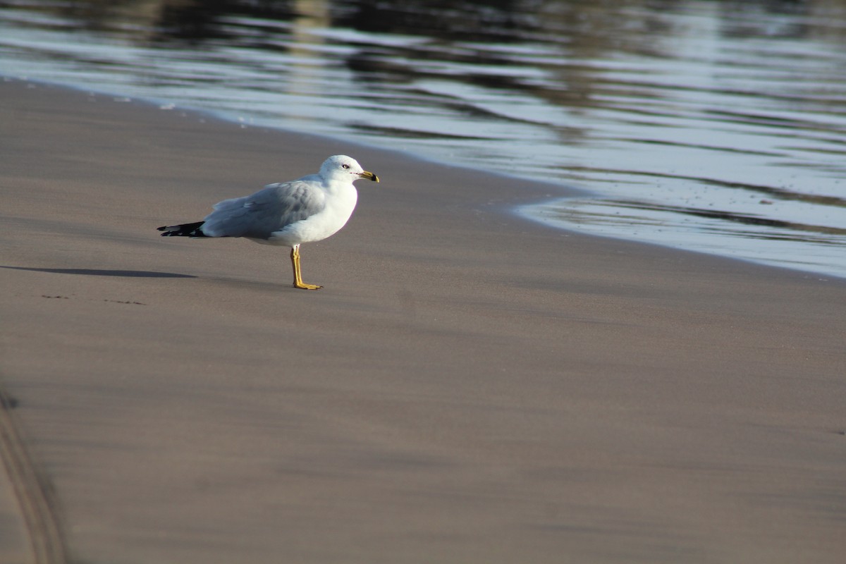 Ring-billed Gull - Stefanny Villagomez