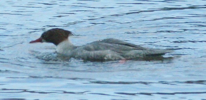 Red-breasted Merganser - ML304781401