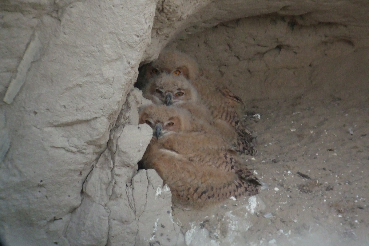 Pharaoh Eagle-Owl (Desert) - ML304782471