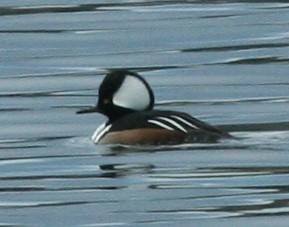 Hooded Merganser - ML304783521