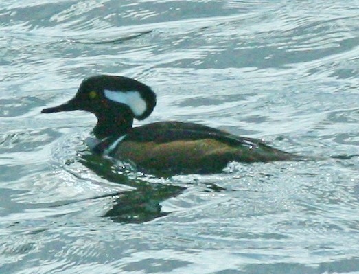 Hooded Merganser - ML304783531