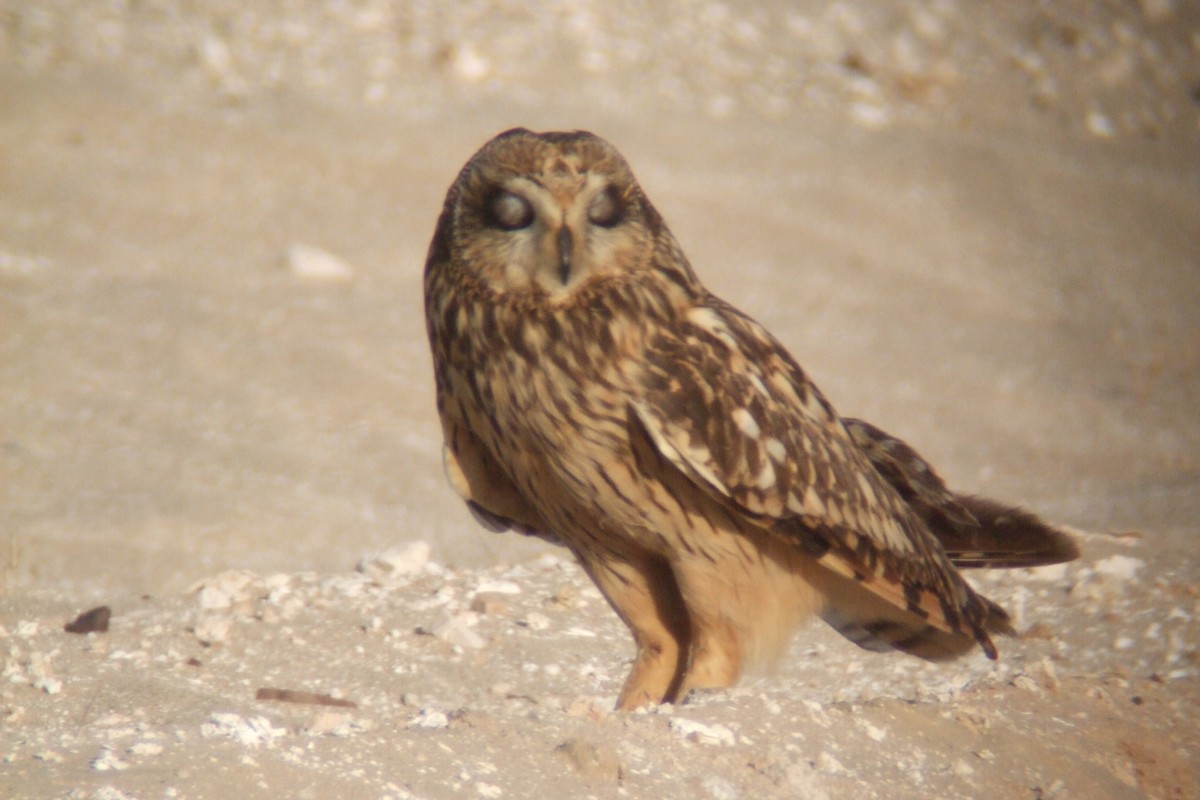 Short-eared Owl (Northern) - ML304783681
