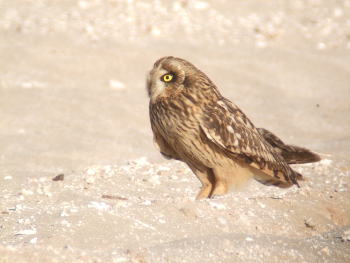 Short-eared Owl (Northern) - ML304783691