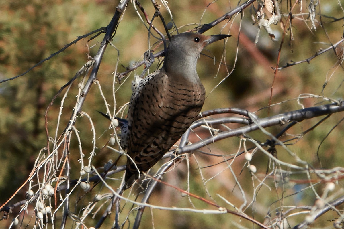 Northern Flicker - ML304784301