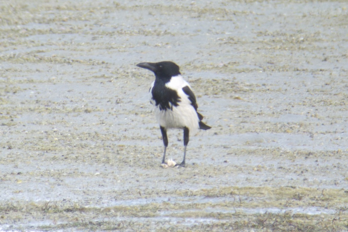 Hooded Crow (Mesopotamian) - ML304785421