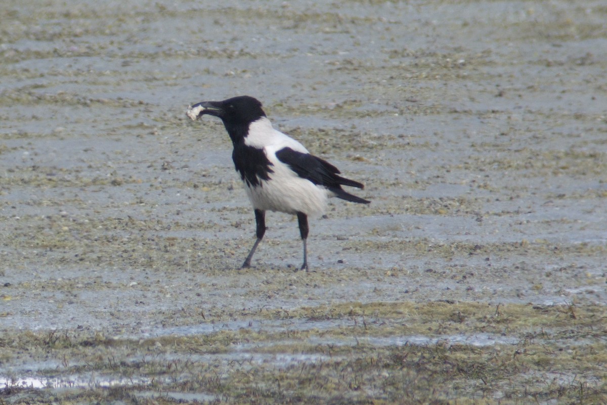 Hooded Crow (Mesopotamian) - ML304785431