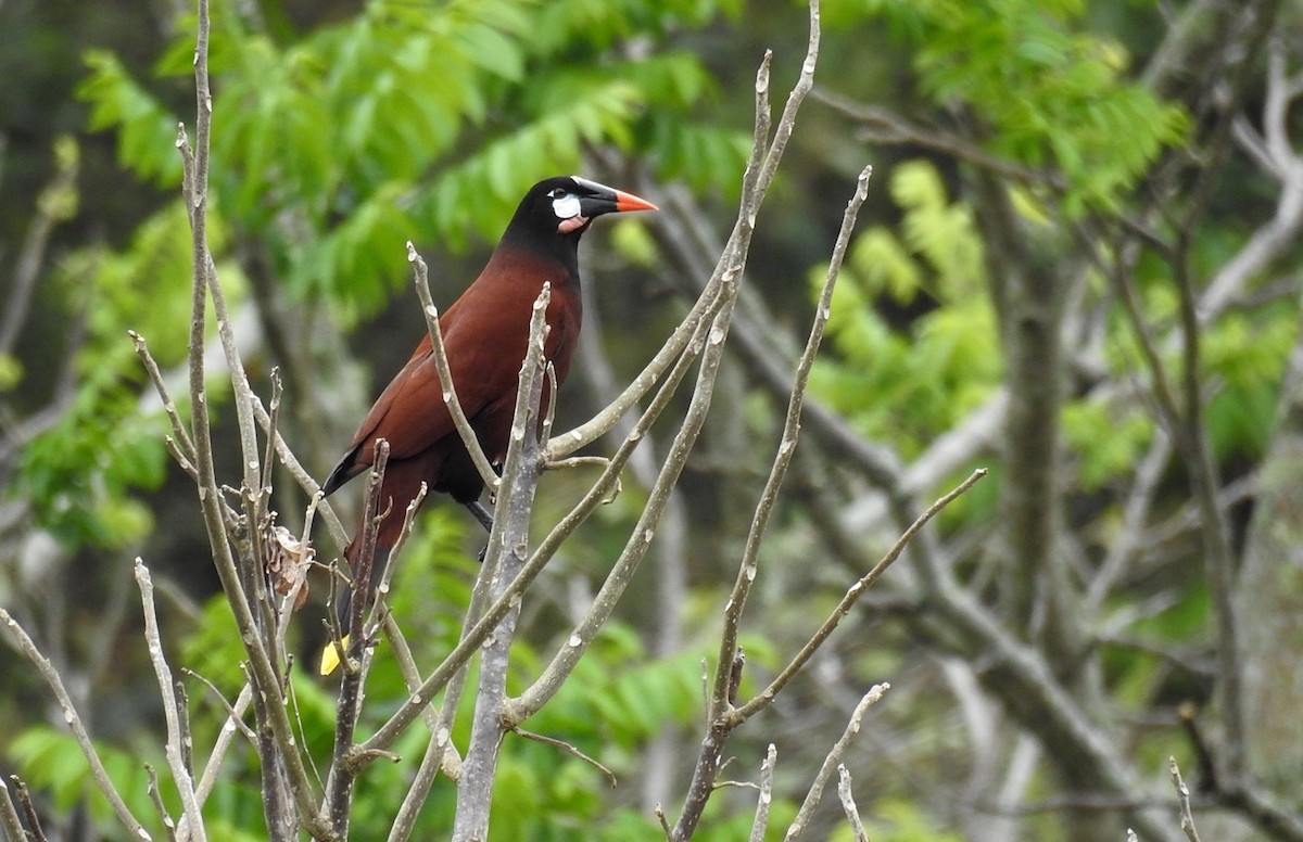 Montezuma Oropendola - ML304785821