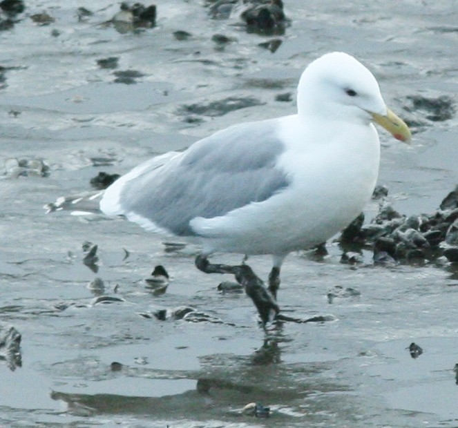 Larus sp. - ML304785991