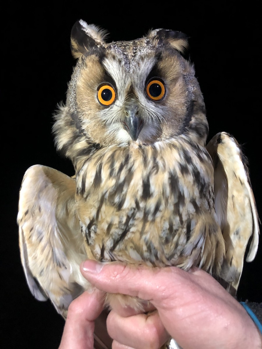 Long-eared Owl - ML304786451