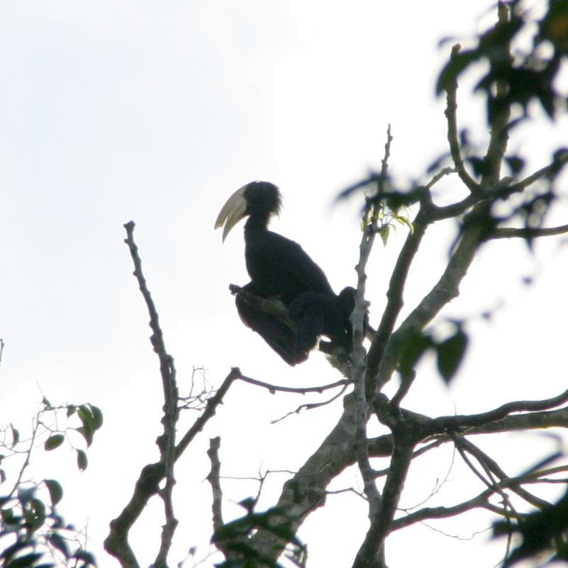 Black Hornbill - ML304789471