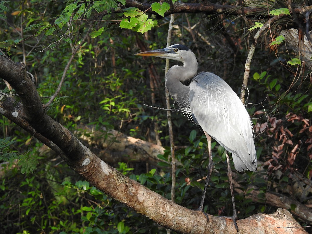 Great Blue Heron - ML304791531