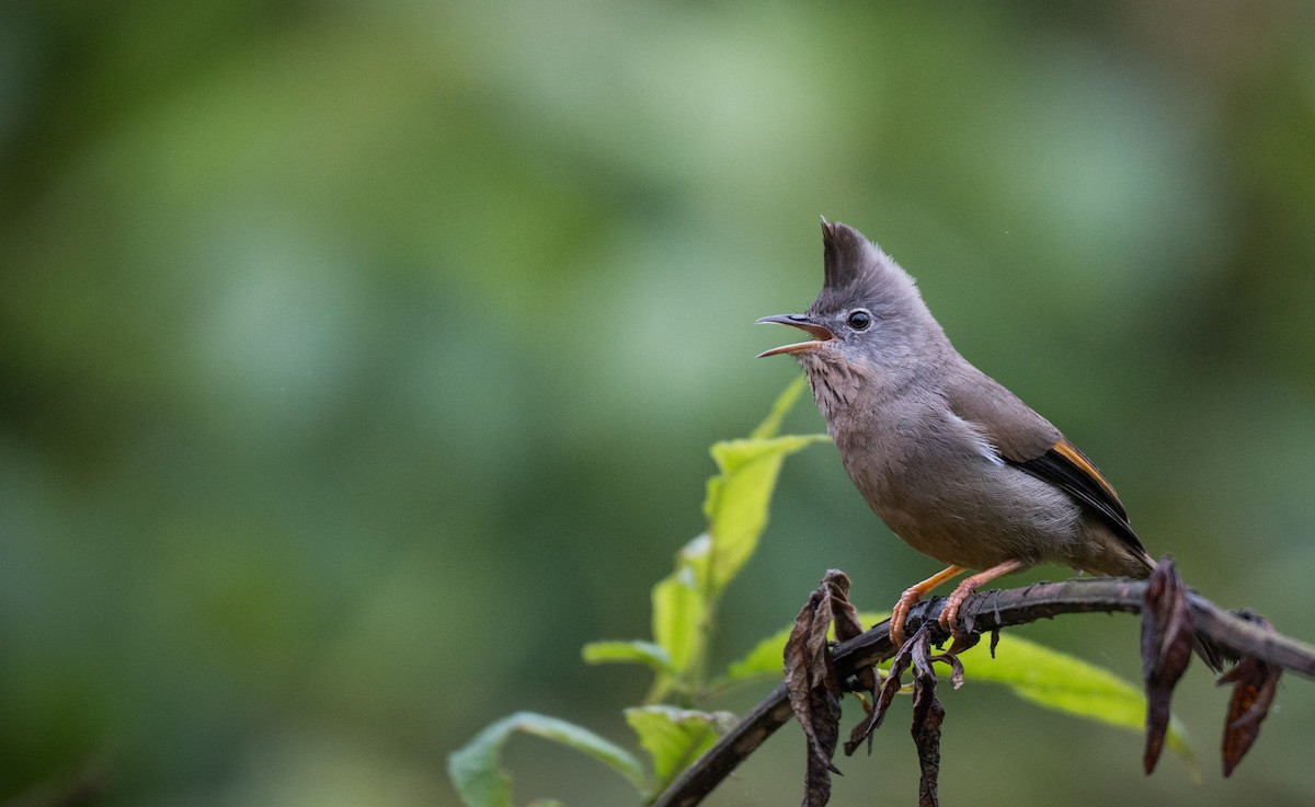 Stripe-throated Yuhina - ML30479241