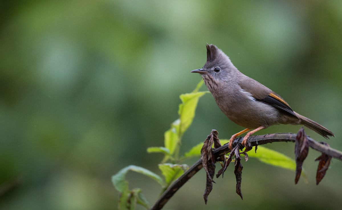 Stripe-throated Yuhina - ML30479251