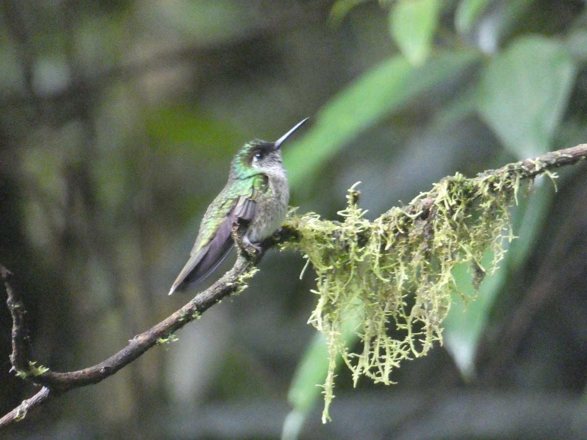 Colibrí Gorjivioleta - ML304793111