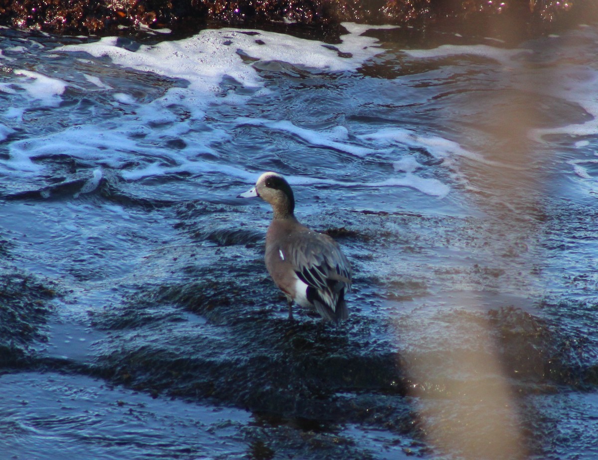 American Wigeon - Tyler Ekholm