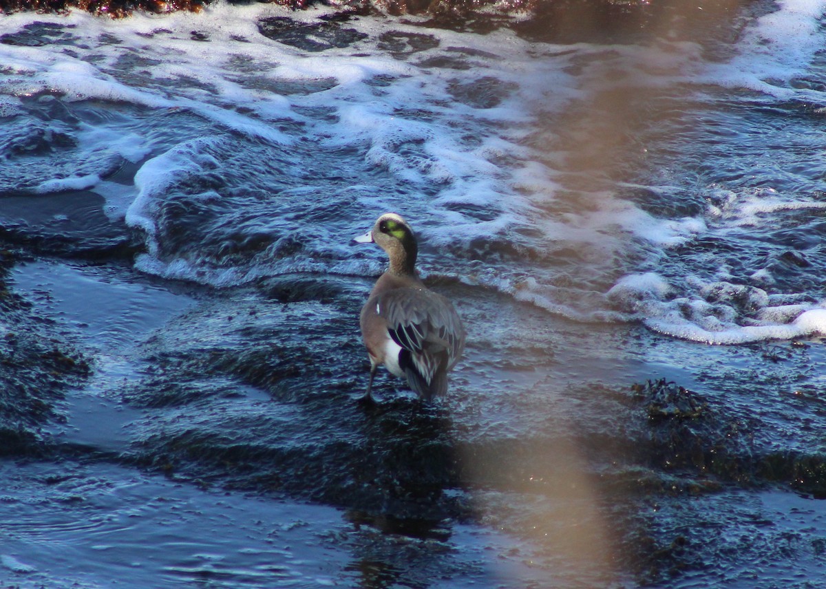 American Wigeon - Tyler Ekholm