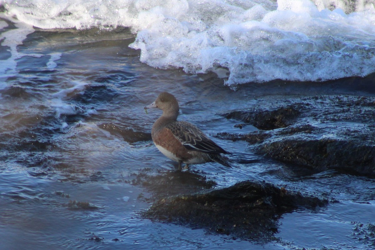 American Wigeon - Tyler Ekholm