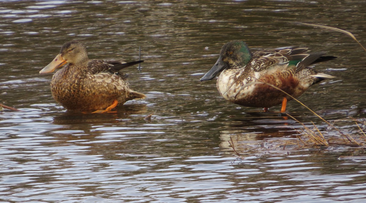 Northern Shoveler - alicia penney