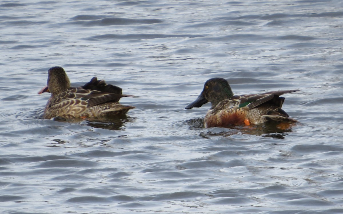 Northern Shoveler - ML304795051