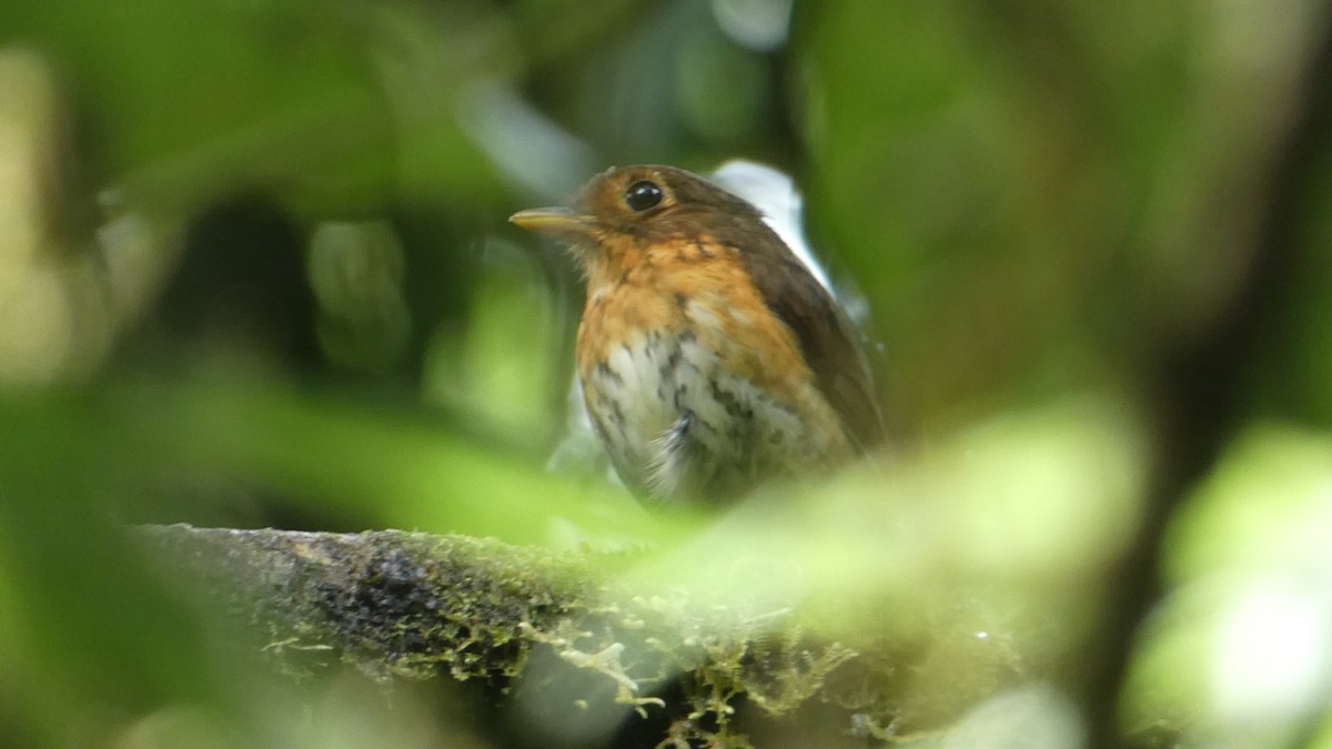 Ochre-breasted Antpitta - ML304796851