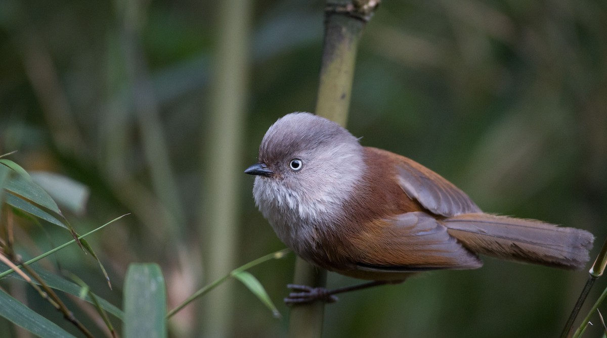 Gray-hooded Fulvetta - Ian Davies