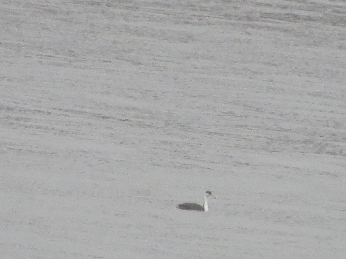 Western Grebe - ML304797551