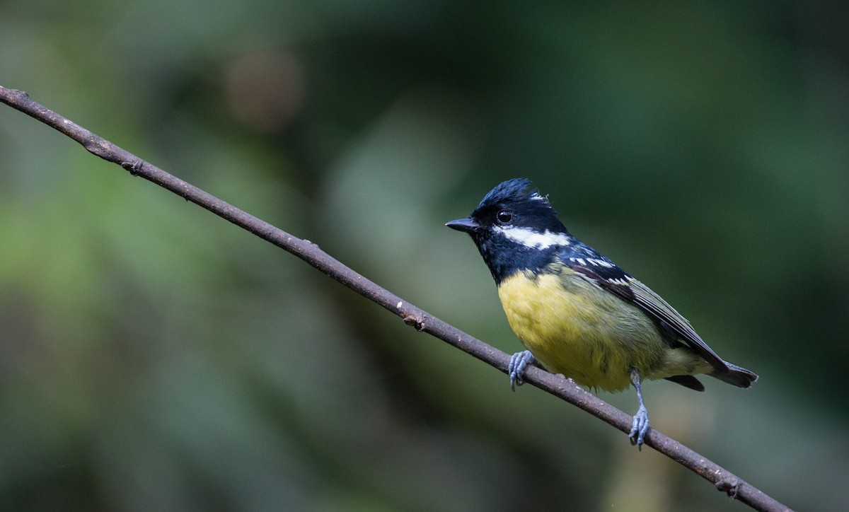 Yellow-bellied Tit - Ian Davies