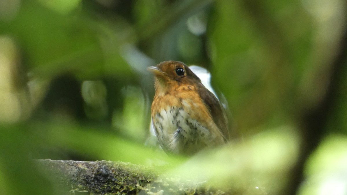 Ochre-breasted Antpitta - ML304798121