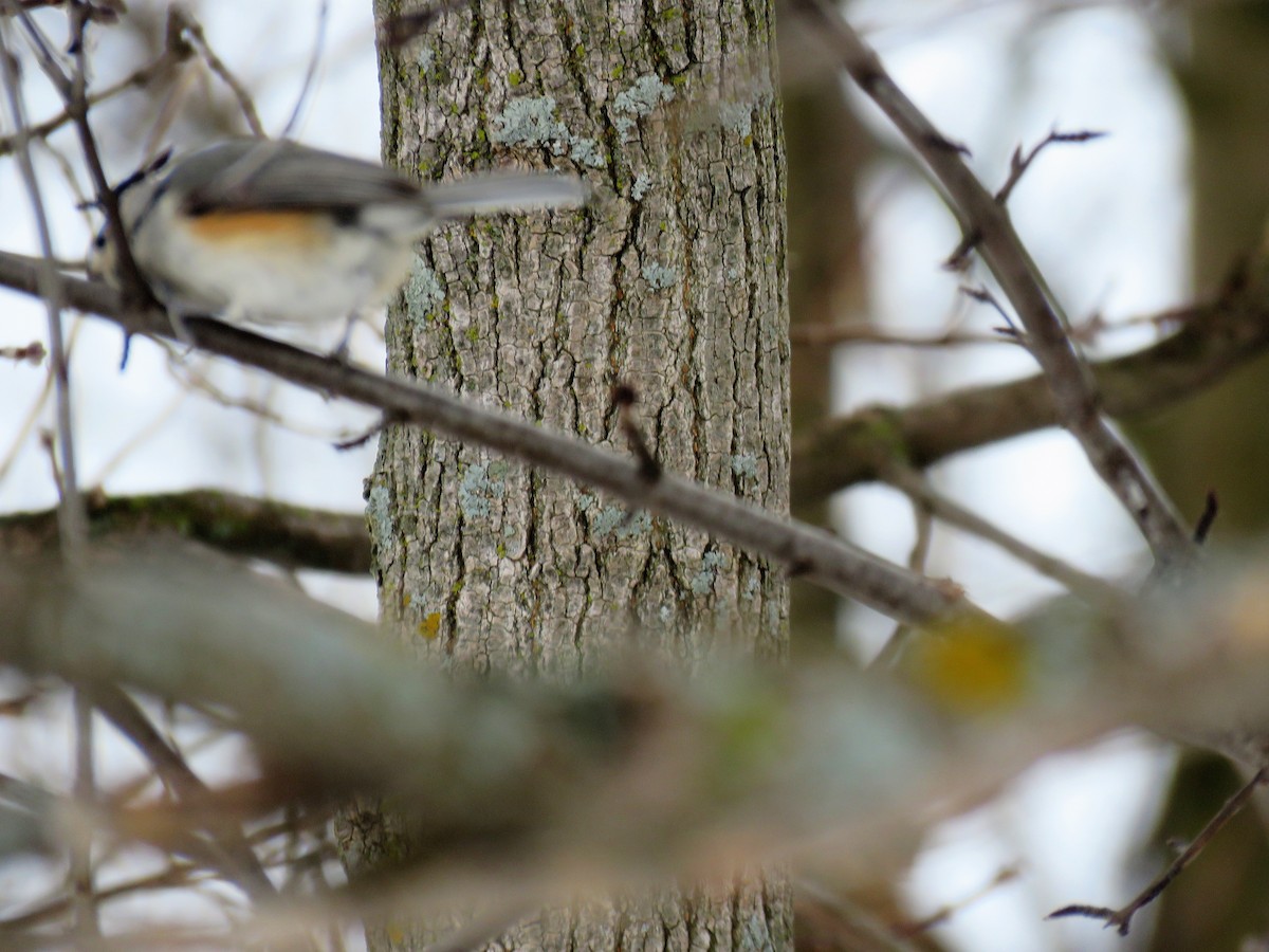 Tufted Titmouse - ML304798721