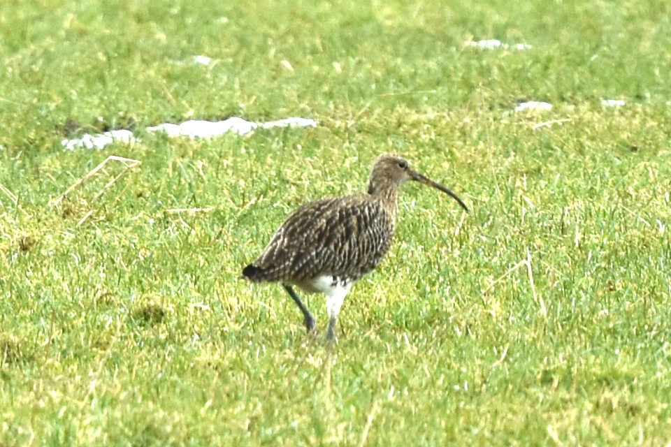 Eurasian Curlew - ML304799131