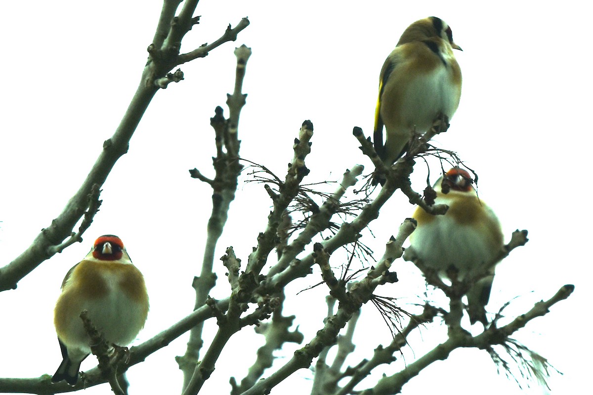 European Goldfinch - ML304799381