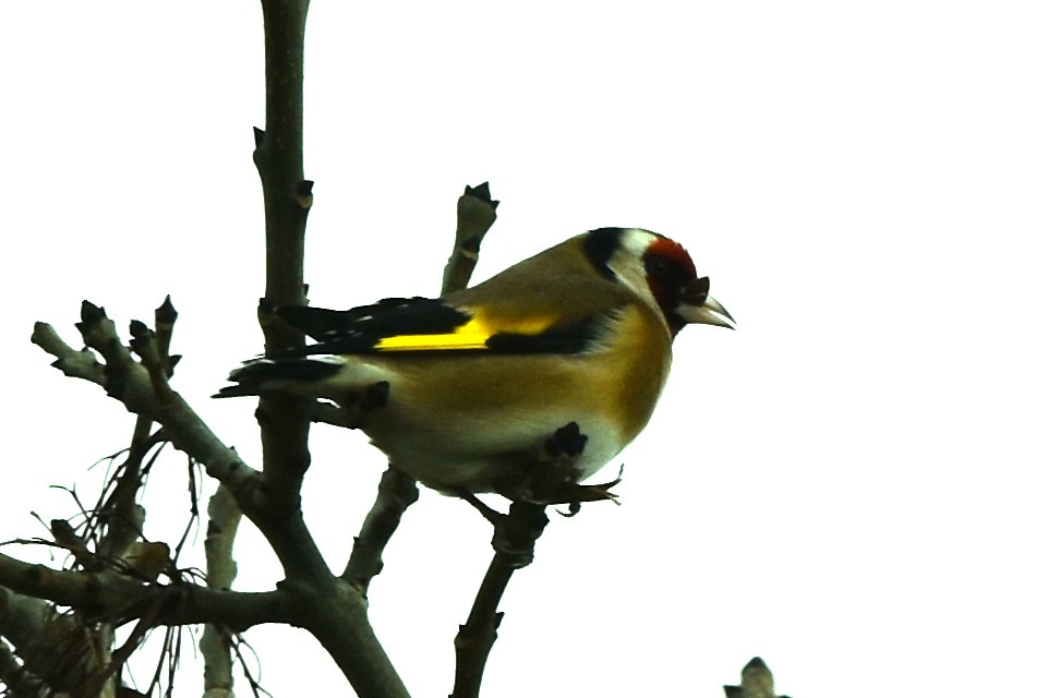 European Goldfinch - ML304799401