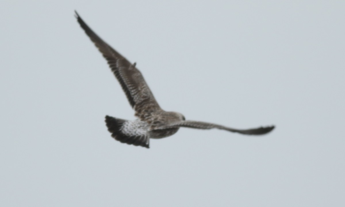 Lesser Black-backed Gull - ML304799501