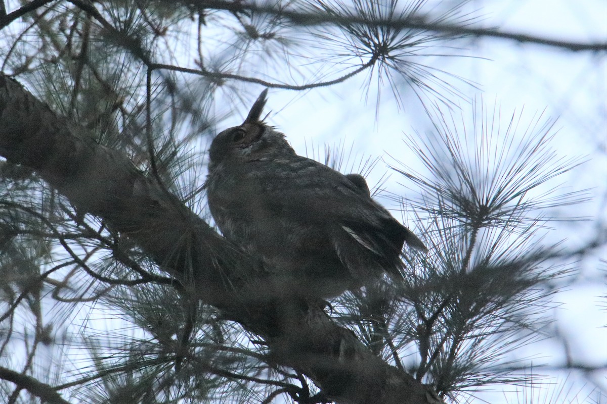 Great Horned Owl - ML304799741