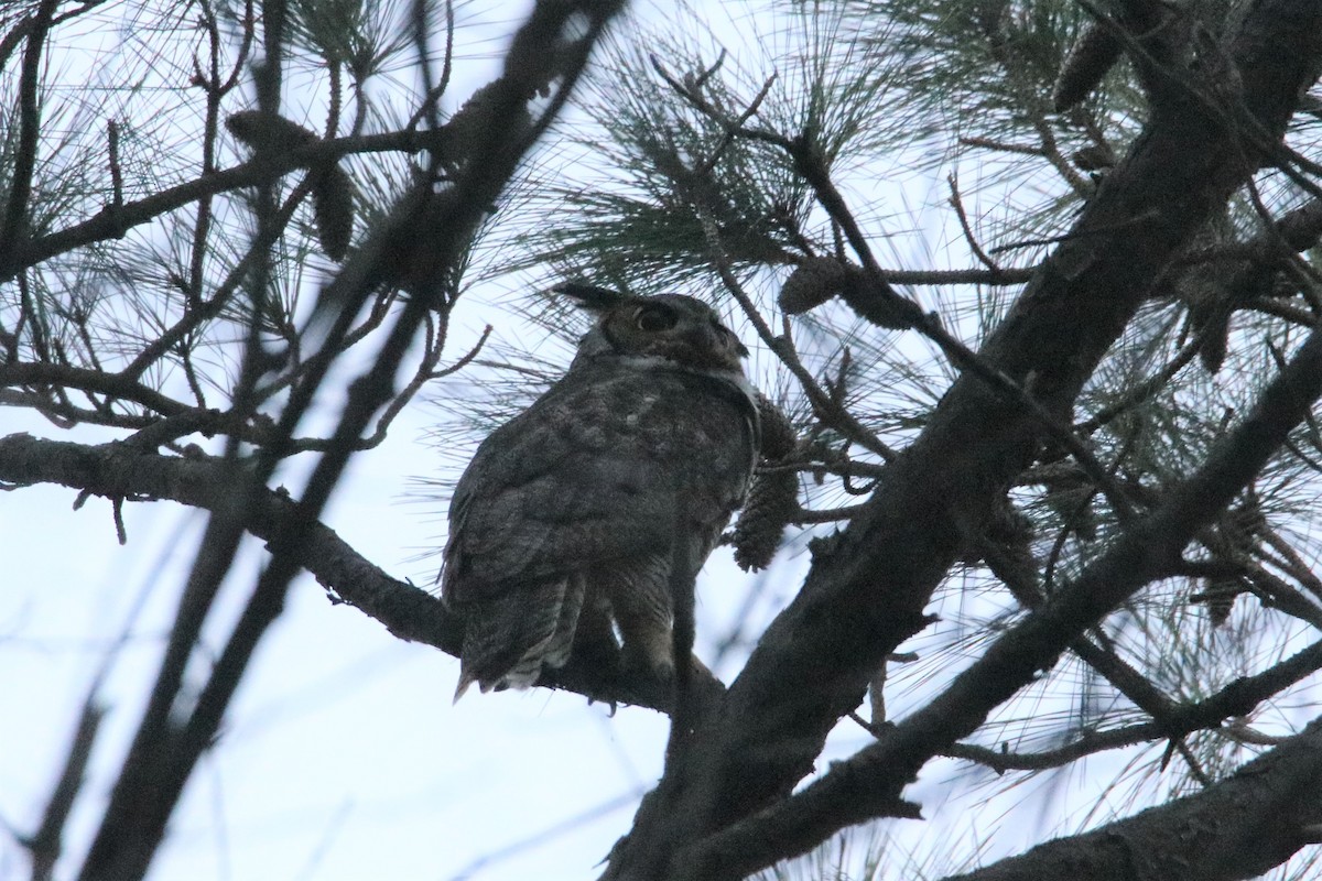 Great Horned Owl - ML304799761