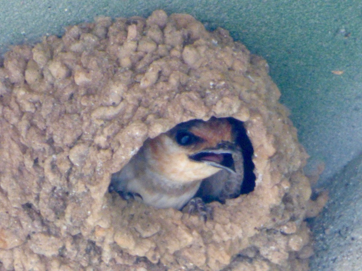 Cave Swallow - ML30480031