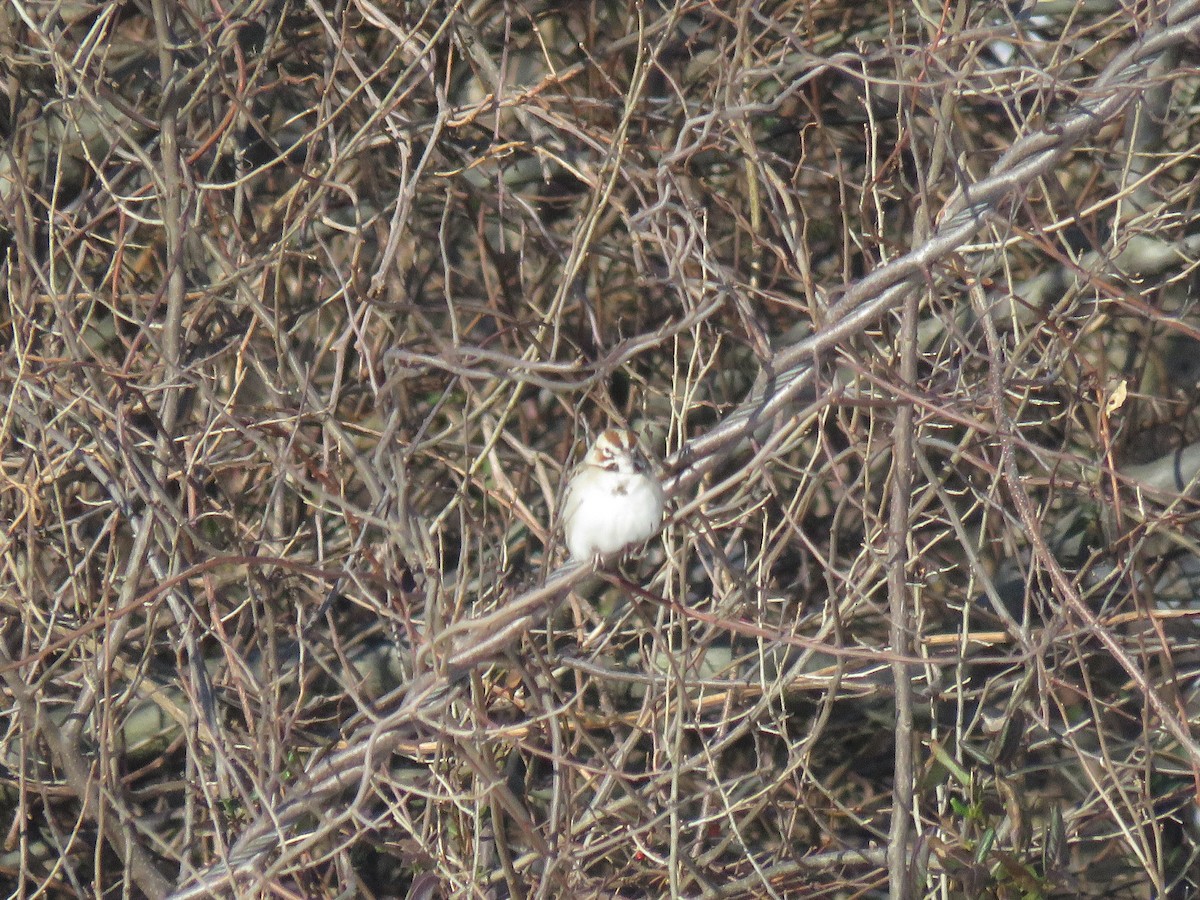 Lark Sparrow - ML304800391