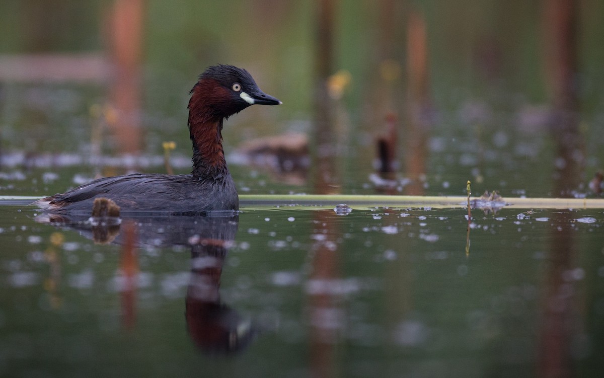 Little Grebe (Little) - Ian Davies