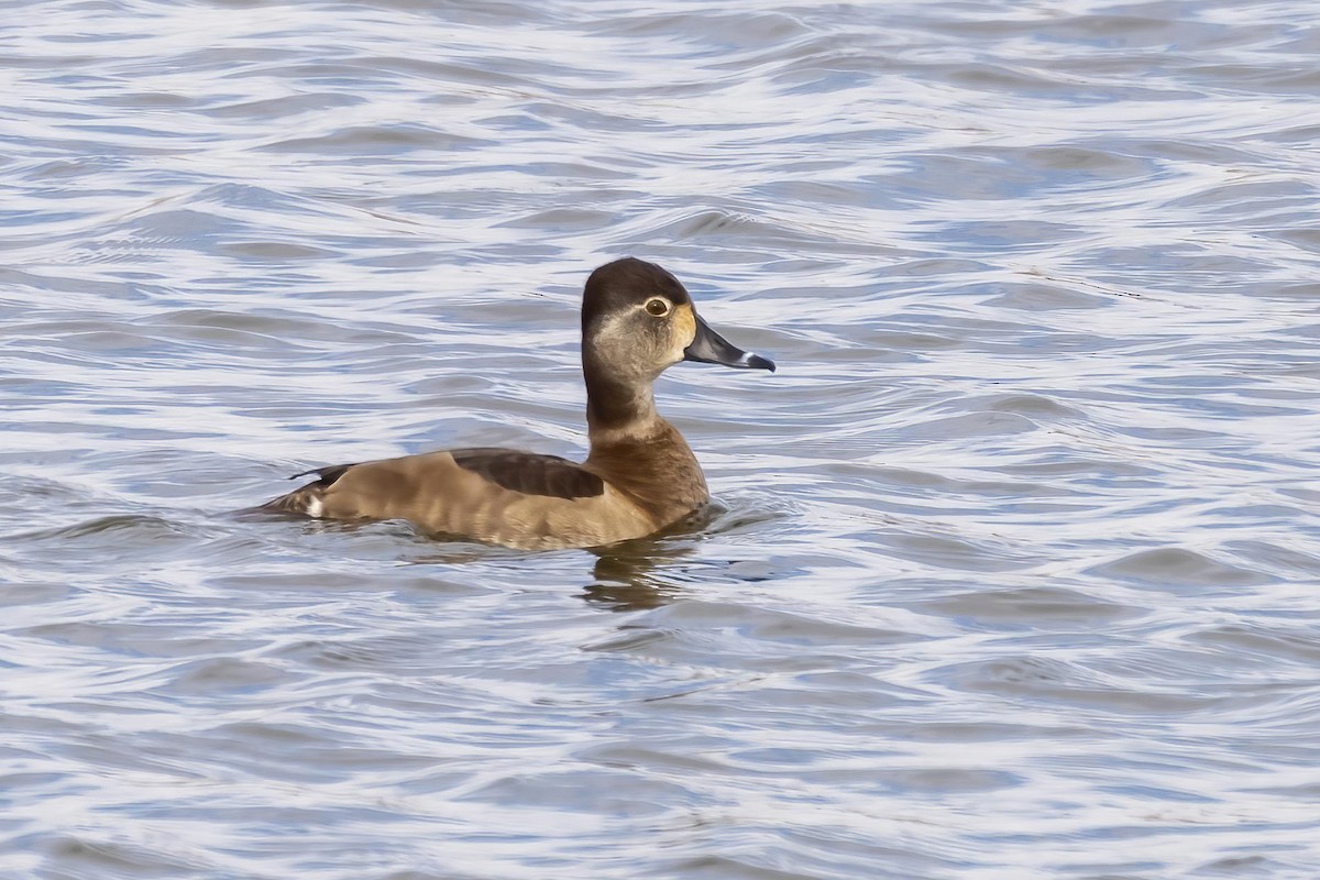 Ring-necked Duck - ML304803031
