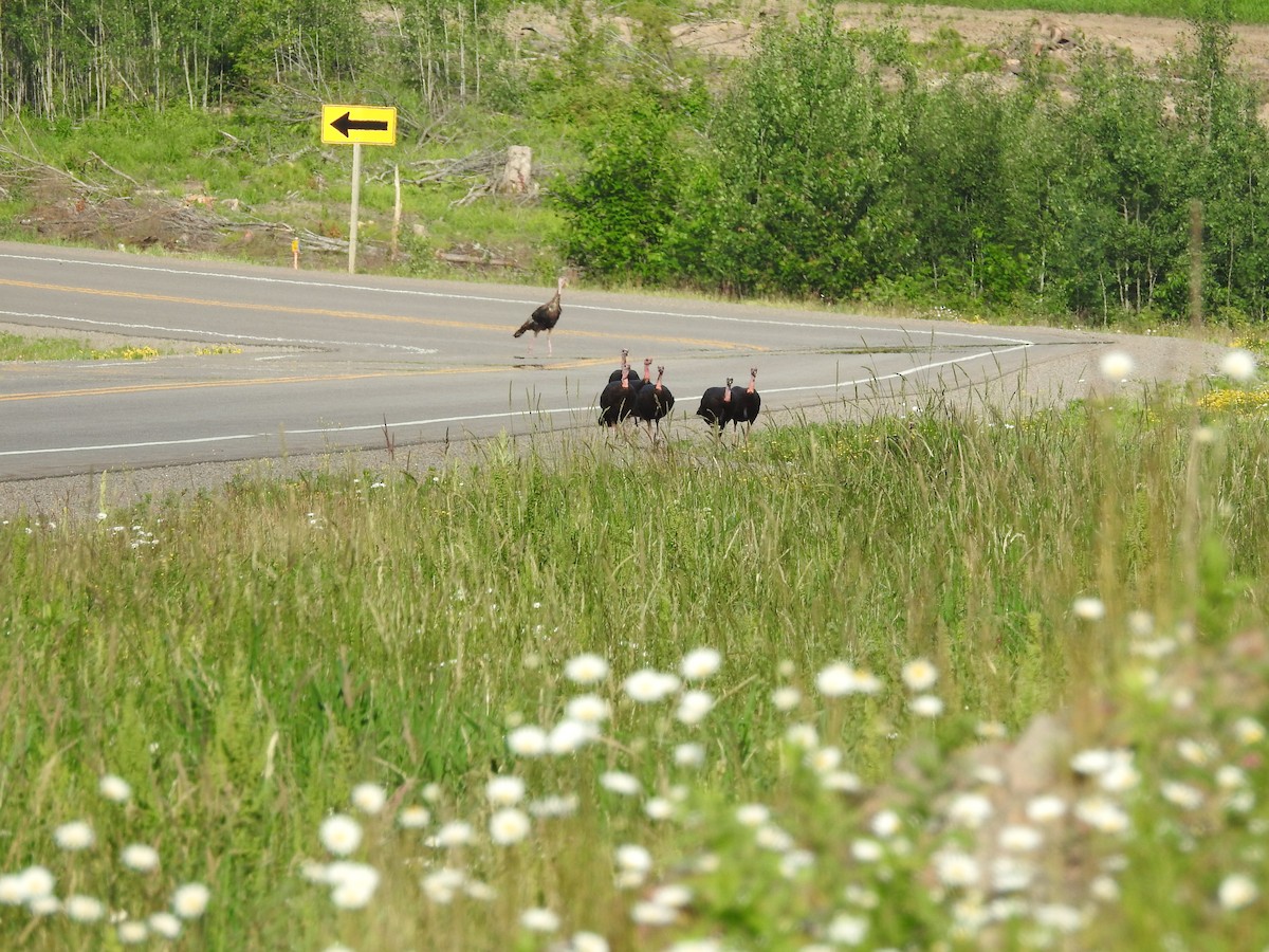 Wild Turkey - Andy McGivern