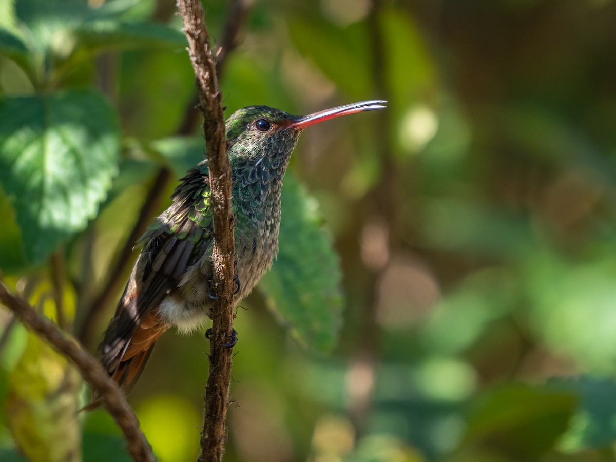Rufous-tailed Hummingbird - ML304806191