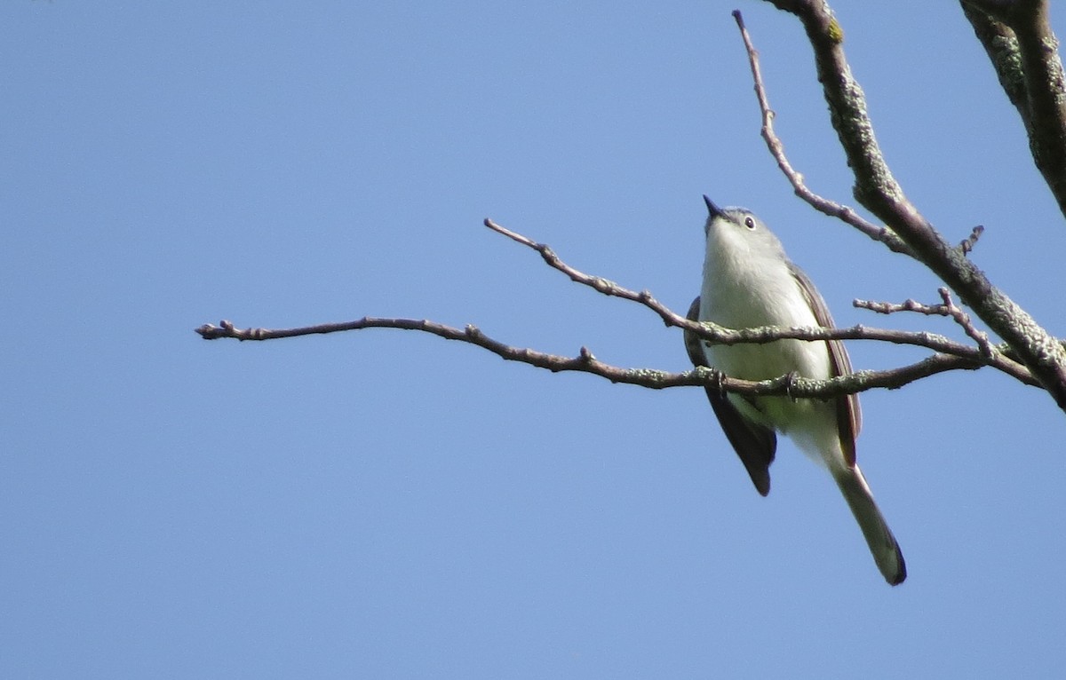 ברחשית כחלחלה - ML30480661