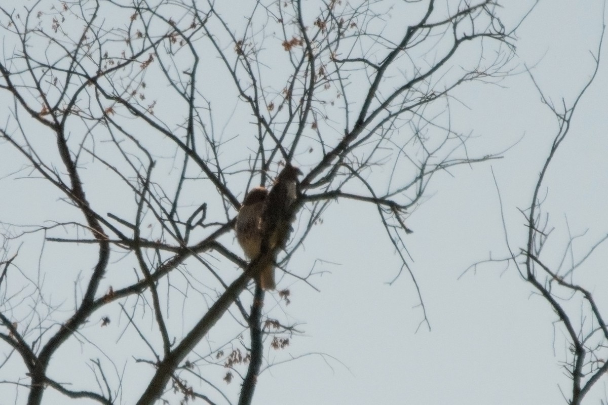 Red-tailed Hawk - ML30480951